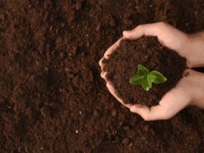 تاثیر اسید هیومیک بر بهبود خاک – عمل شیمیایی