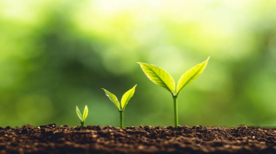 اثر بهبودی اسید هیومیک بر خاک - فیزیکی effect.jpg