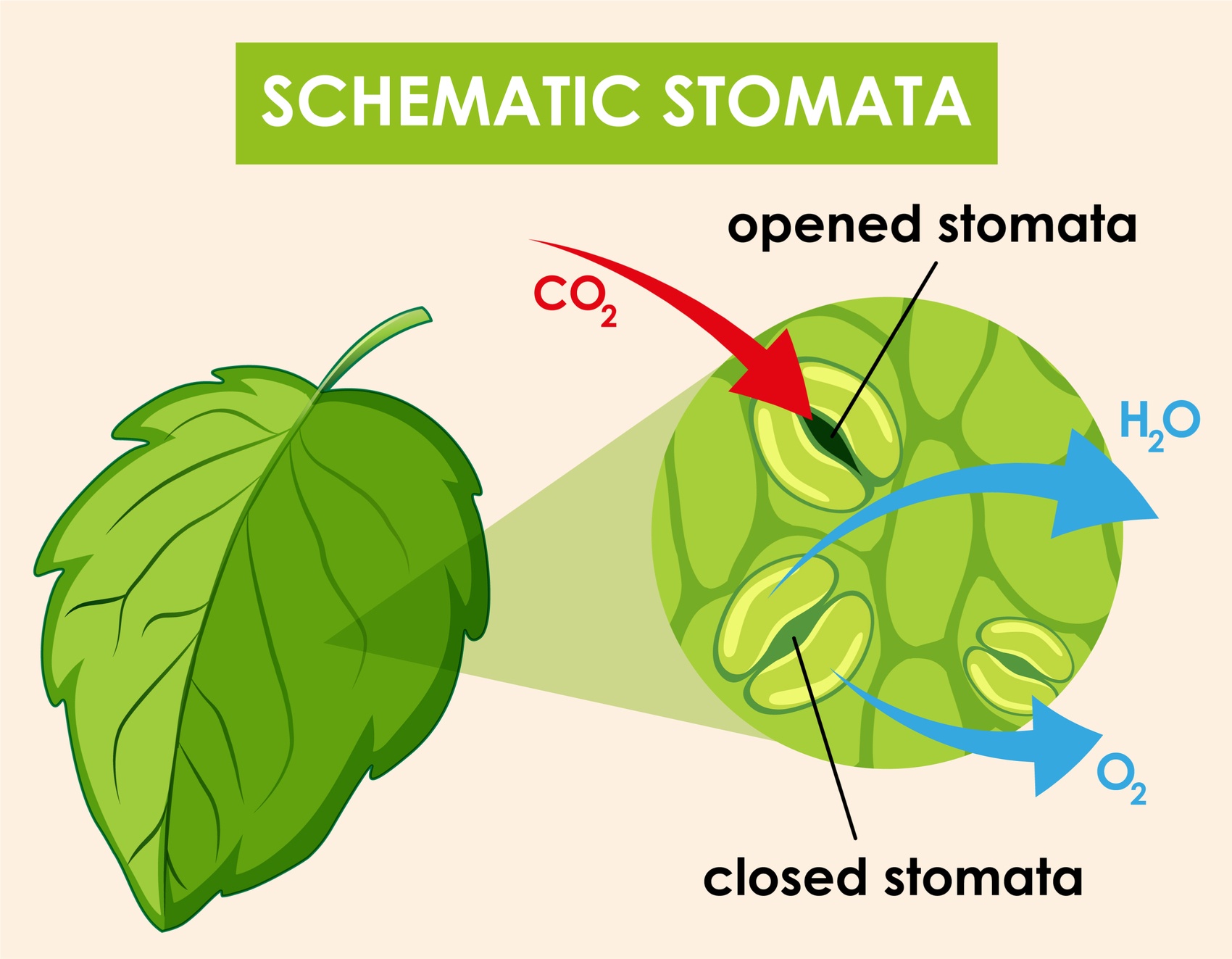 اثر تقویتی اسید فولویک بر رشد گیاه و کاربرد آن در تولید محصولات کشاورزی اثر تقویتی اسید فولویک بر رشد گیاه و کاربرد آن در تولید محصولات کشاورزی