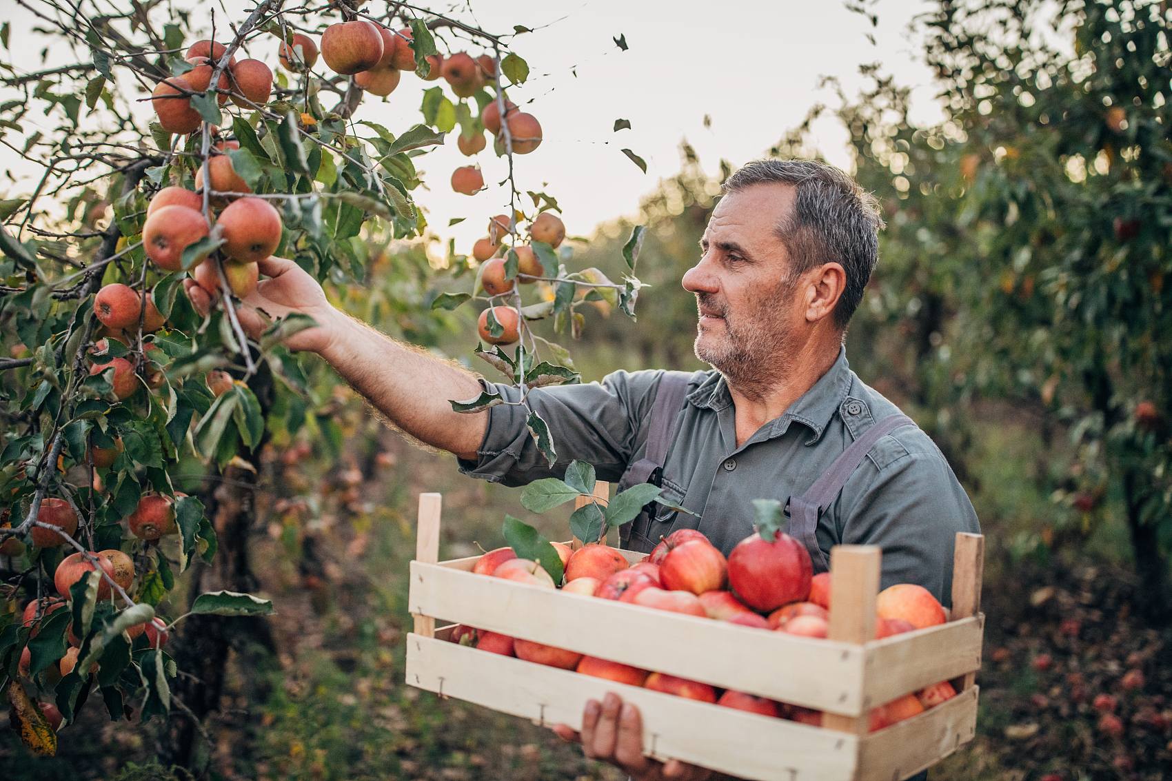 اثر تقویتی اسید فولویک بر رشد گیاه و کاربرد آن در تولید محصولات کشاورزی اثر تقویتی اسید فولویک بر رشد گیاه و کاربرد آن در تولید محصولات کشاورزی