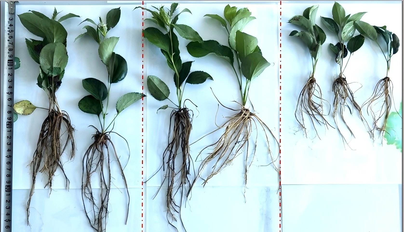 اثر تقویتی اسید فولویک بر رشد گیاه و کاربرد آن در تولید محصولات کشاورزی اثر تقویتی اسید فولویک بر رشد گیاه و کاربرد آن در تولید محصولات کشاورزی