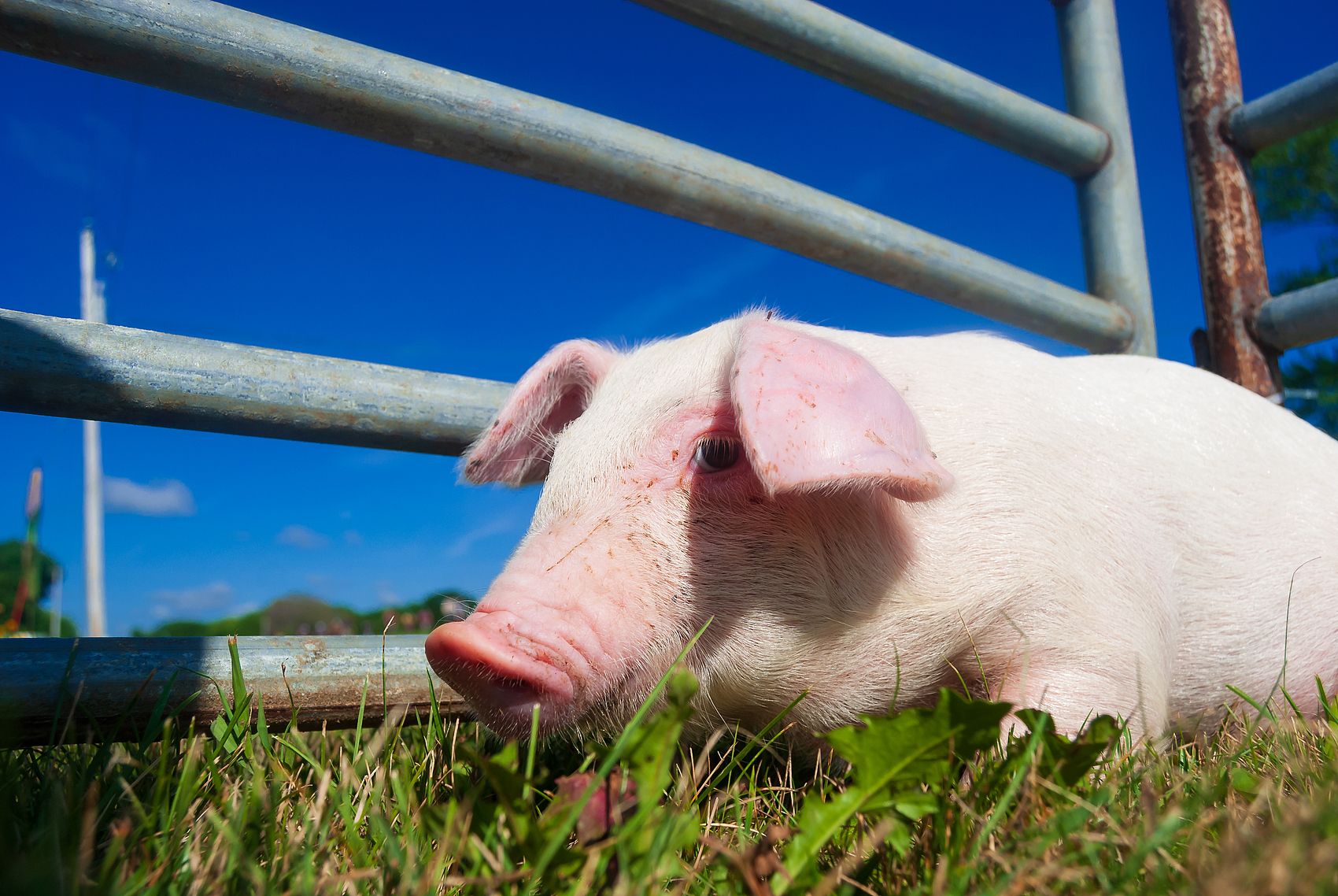 پرک های هومیت سدیم با کیفیت بالا چین با Safety Delivery.jpg